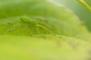 The micromata (Micrommata virescens) on a leaf of Gortensia. Spider belongs to the family of spiders-sparassid (Sparassidae)