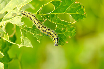 The green shaggy caterpillar destroys fresh foliage. Pests threaten the garden site.