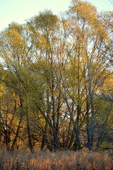 autumn in the forest