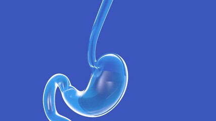 3d animation of transparent glass stomach showing gastroesophageal reflux. With a red arrow that goes up the esophagus. - Powered by Adobe