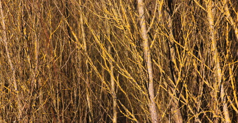 Bare willow ( salix ) bushes with naked lichen covered branches in the winter