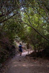 Naklejka premium Unrecognized people hiking through a footpath covered with trees.