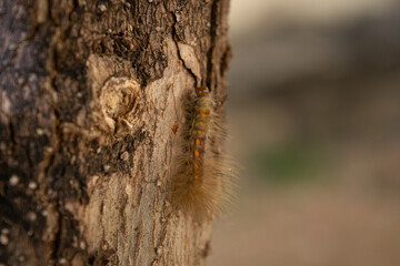 caterpillar on a tree