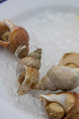 Sea snails with lemon on ice