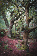 robles en Galicia con muro antiguo