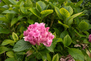 bush of bigleaf hydrangea aka hortensia Hydrangea macrophylla