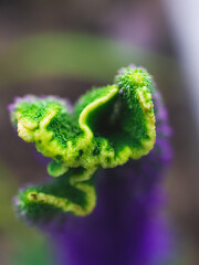 Veronica Crista's curly inflorescence closeup
