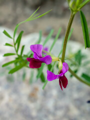 Wildflowers closeup: Vicia Sativa in the bloom