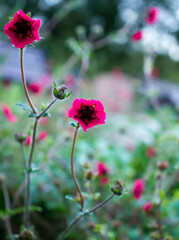 Potentilla magenta flowers and buds in the park