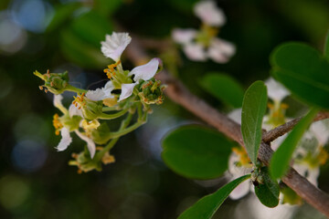 white flowers on the tree. 