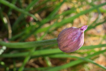 Ciboulette : bouton floral fermé.