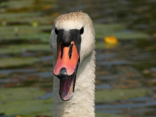 Angry mute swan (Cygnus olor) - portrait of swan hissing, Gdansk, Poland