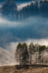 Fototapeta na wymiar beautiful early autumn nature background foggy trees in the mountains