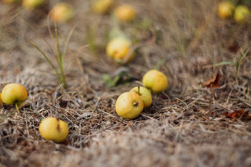 Yellow wild apples on the ground. The Fruit Harvest. Autumn