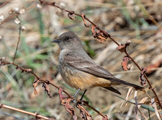 Say's phoebe during spring migration