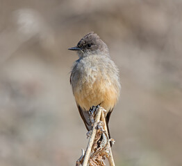 Say's phoebe perched