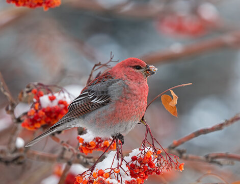 Pine Grosbeak feeding on Mountain Ash berries.