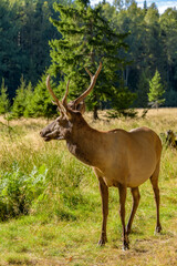Red Deer buck (Cervus elaphus) with growing antlers in beautiful pose on the edge of the forest in the natural habitat of mixed woodland and open grassland. Leningrad Oblast, Russia.