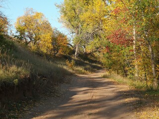 autumn, nature, trees in gold