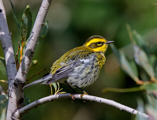 Townsend's Warbler fluffing its feathers during fall migration.