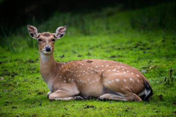 Doe sitting outdoors in nature.