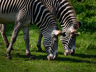 Two zebras eating grass outdoors.