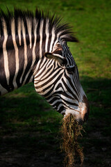 Zebra eating hay in detail.