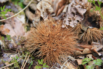 地面に落ちた栗の実