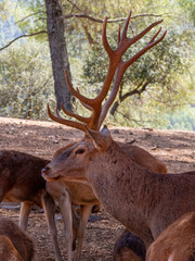 Male deer head with antlers durin the bellowing in Cazorla Natural Park