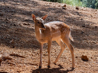 Attentive little fallow deer in Cazorla Natural Park , Jaen Spain