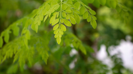 Fototapeta na wymiar Natural Moringa leaves Tree Green Background. Fresh Green Moringa leaves.
