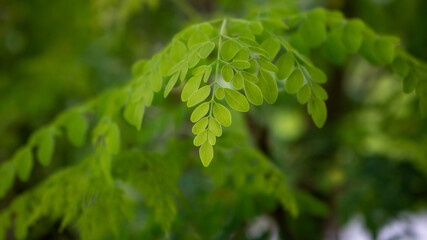 Obraz premium Natural Moringa leaves Tree Green Background.