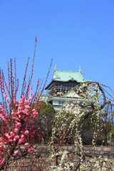 Fototapeta premium 大阪城と梅