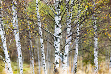 beautiful early autumn nature background foggy trees in the mountains