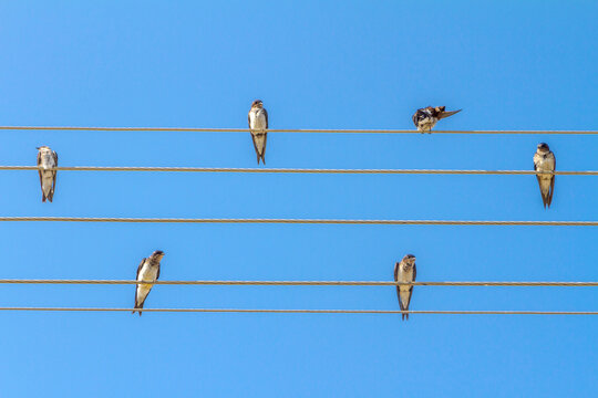 Swallows rest on electrical wiring in the city of Guarani, state of Minas Gerais, Brazil.