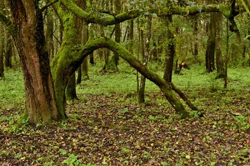 tree in the forest