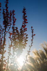 Purple Leaves On Bush Of Thunberg's Barberry, Berberis Thunbergii, The Japanese Barberry, Or Red Barberry illuminated by soft evening sunlight, autumn background