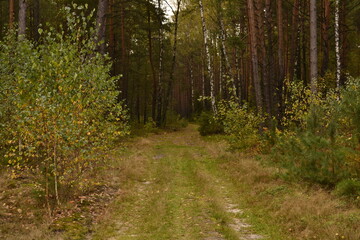 Obraz premium footpath in the woods