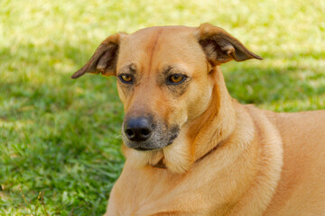 Obraz premium Dog without pedigree rests on square lawn