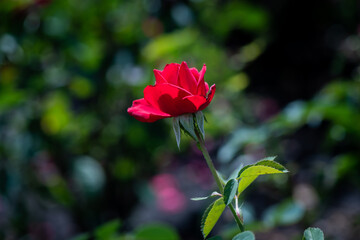 Nice red rose at sunny day high contrast macro nature photography