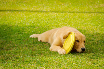 Golden retriever dog rests on square lawn