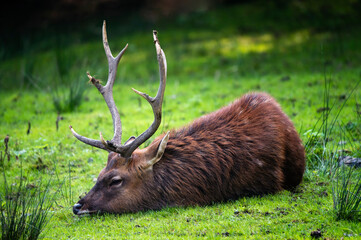 Deer with antlers resting lying on the green grass.