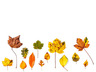 Colorful collection of autumn leaves framing a white background