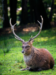 Deer with antlers resting lying on the green grass.
