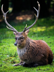 Deer with antlers resting lying on the green grass.