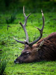 Deer with antlers resting lying on the green grass.