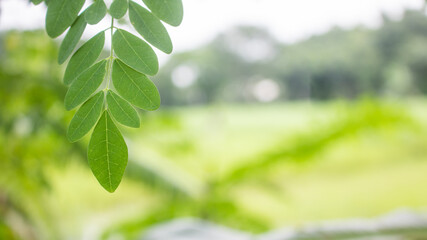 Natural Moringa leaves Tree Green Background.