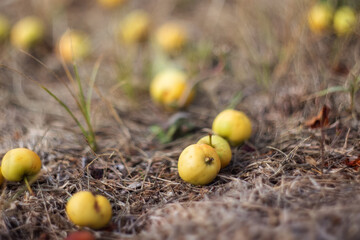 Yellow wild apples on the ground. The Fruit Harvest. Autumn