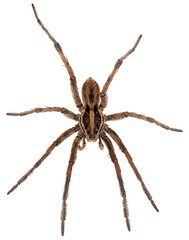 Radiated wolf spider isolated on white background, Hogna radiata