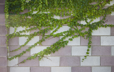 wall of ivy leaves. natural green background.